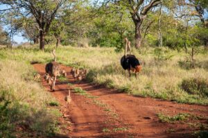ostrich family at luxury safari rhino sands