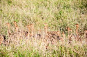 ostrich chicks at luxury safari rhino sands